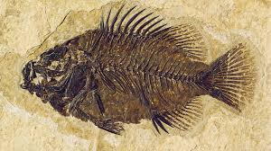 fish fossil