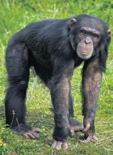 chimp