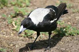 magpie